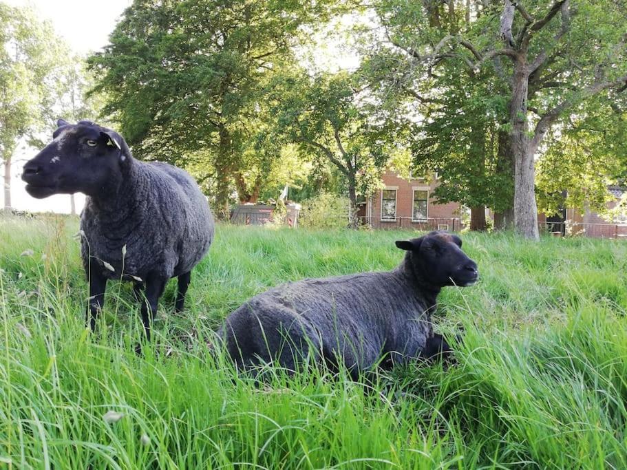 'T Winkeltje - Vakantiehuisje Op Boerderij Huize Blokland Hem ภายนอก รูปภาพ