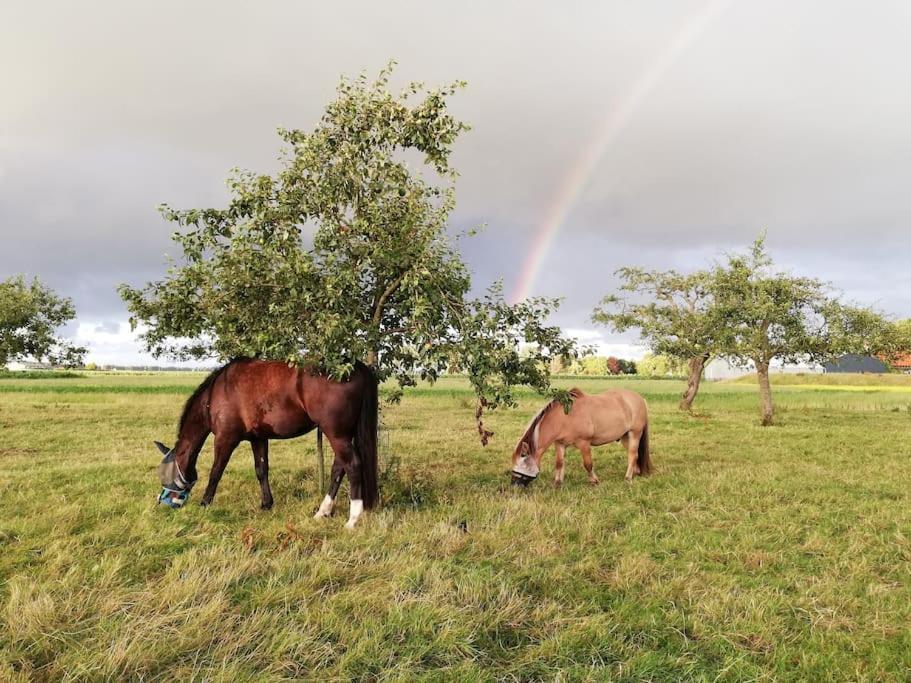 'T Winkeltje - Vakantiehuisje Op Boerderij Huize Blokland Hem ภายนอก รูปภาพ
